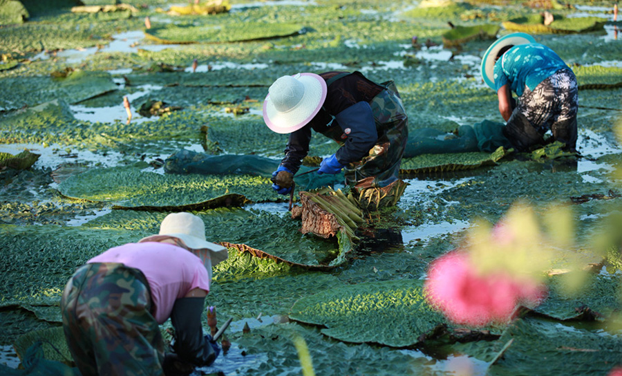 白馬湖芡實（雞頭米）基地